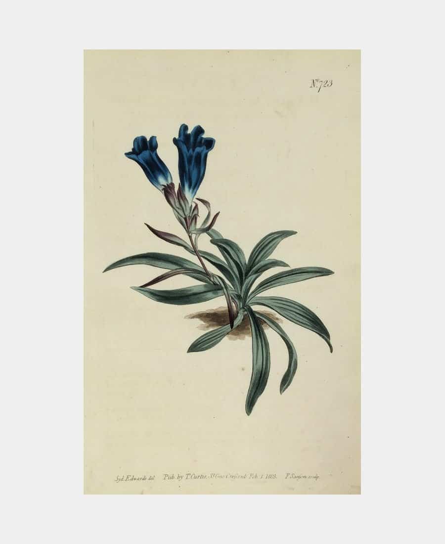 Gentiana Adscendeus