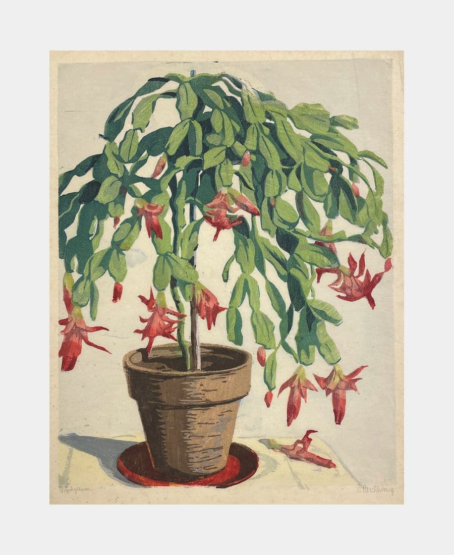 Epiphyllum