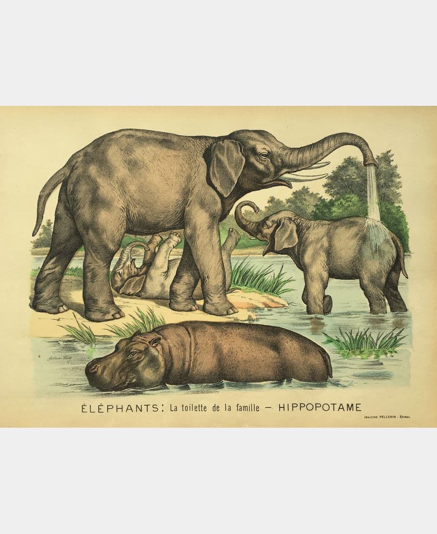 Eléphants : la toilette de la famille - Hippopotame