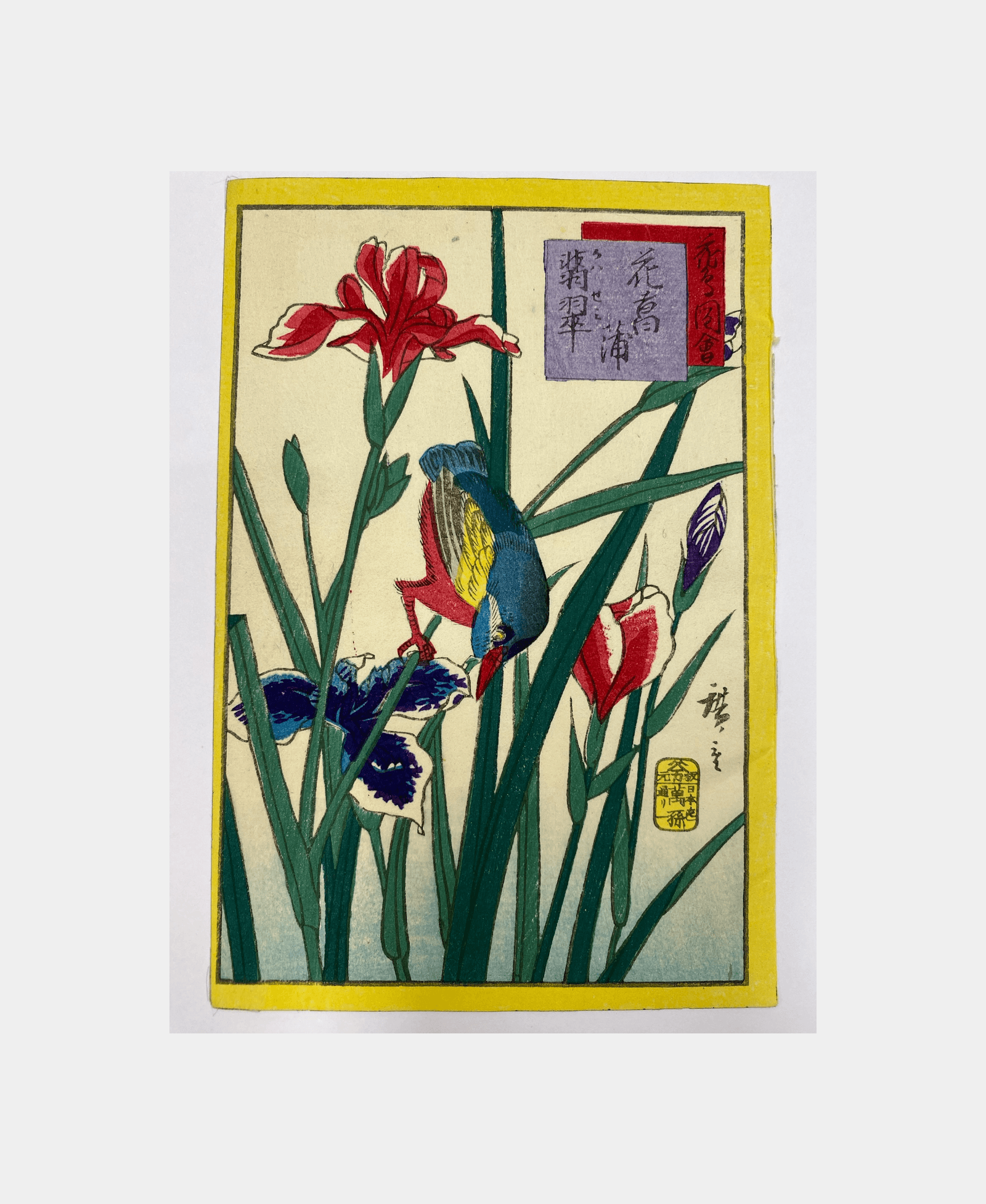 Iris et Oiseau