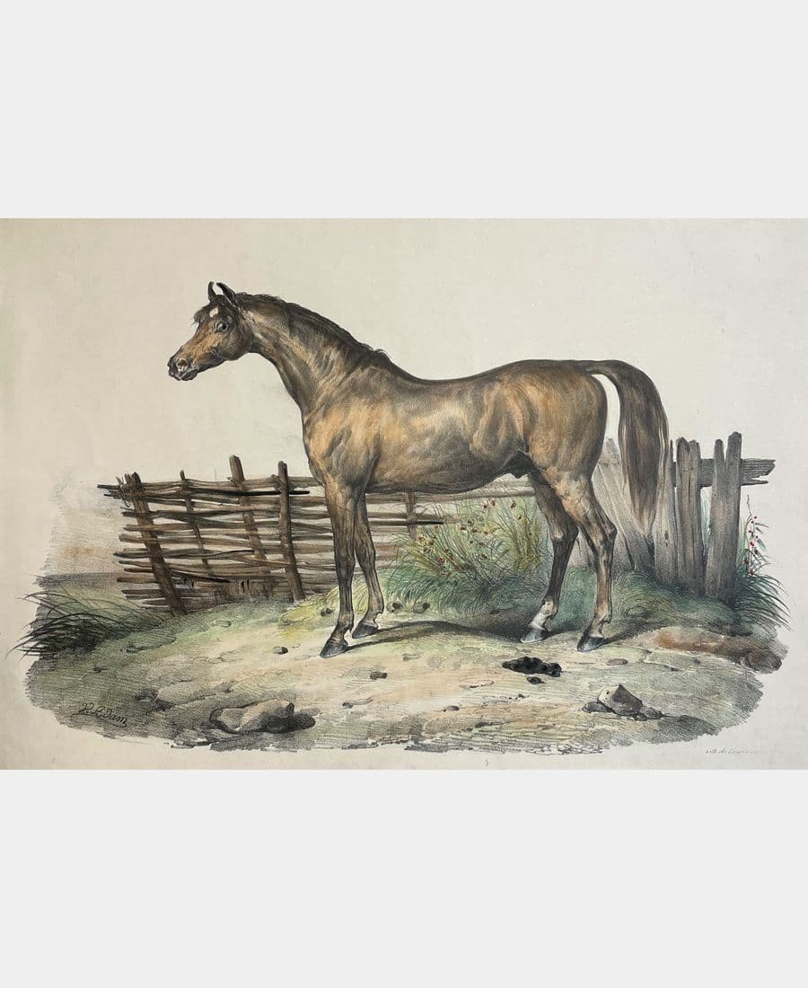Le Léopold