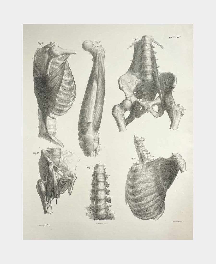 Planche d'anatomie