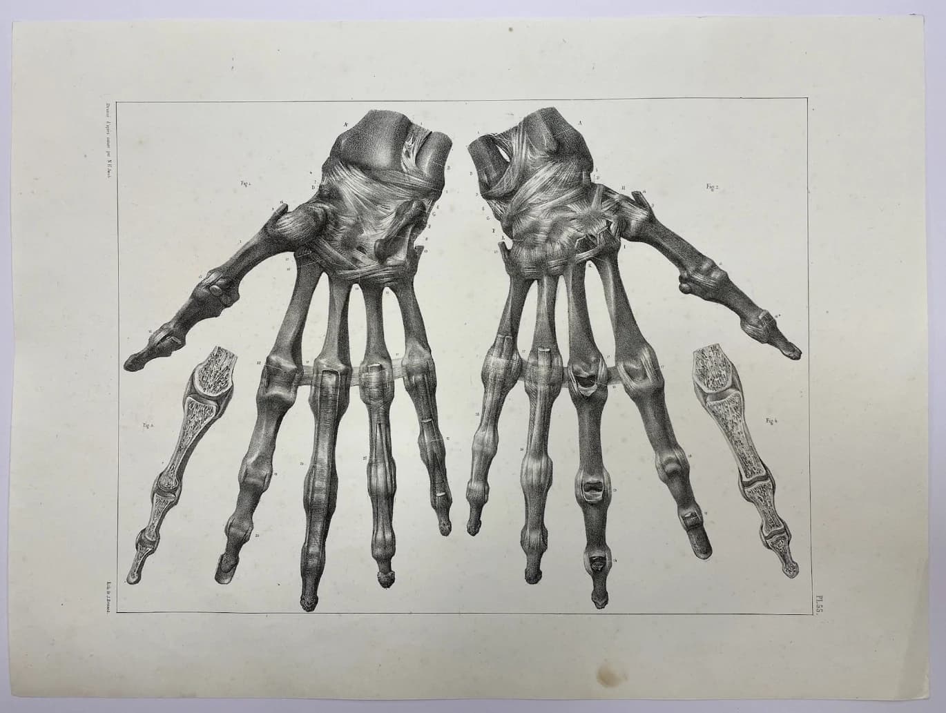 Anatomie der Hände