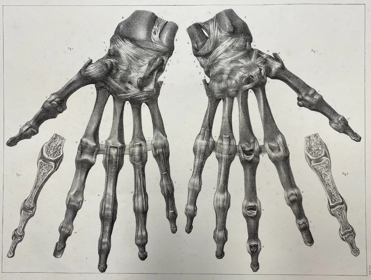 Anatomie der Hände