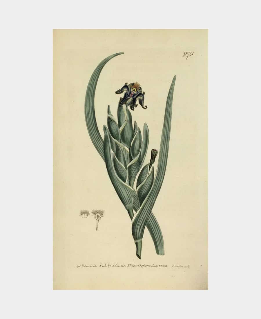 Ferraria Antherosa