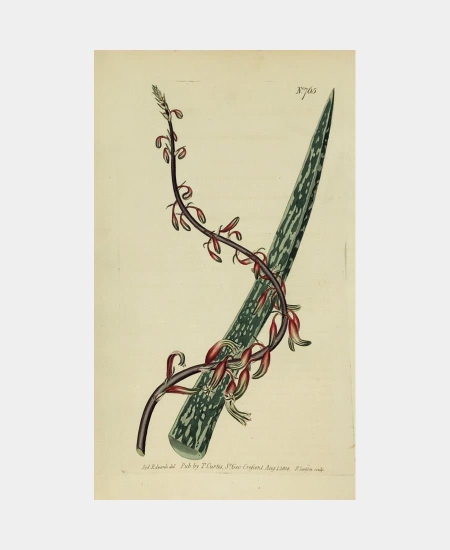 Aloe Maculata