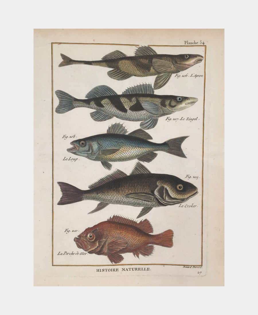 Histoire naturelle. L'Apron.