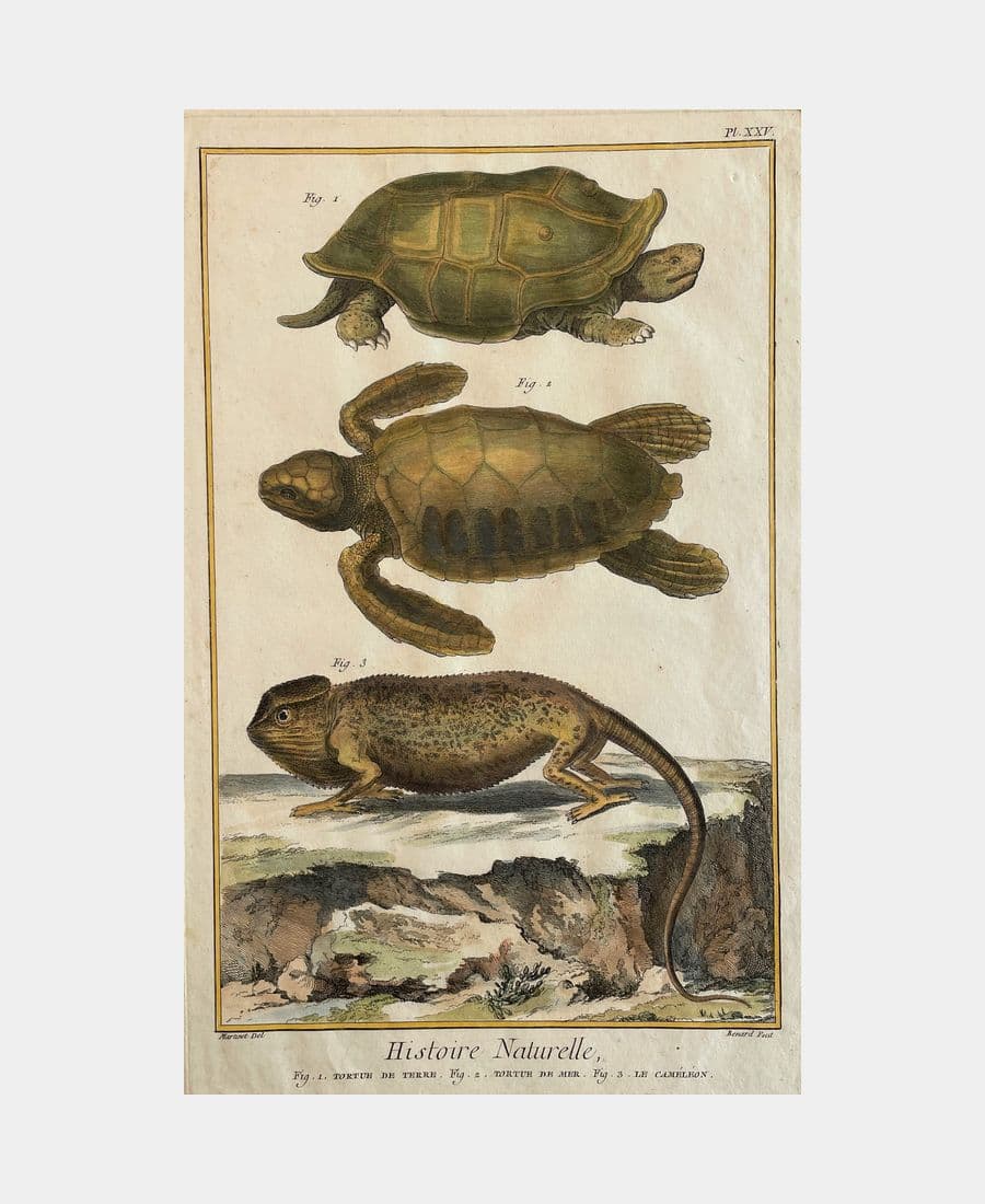 Histoire naturelle, Tortue de terre, Tortue de mer, Le caméléon
