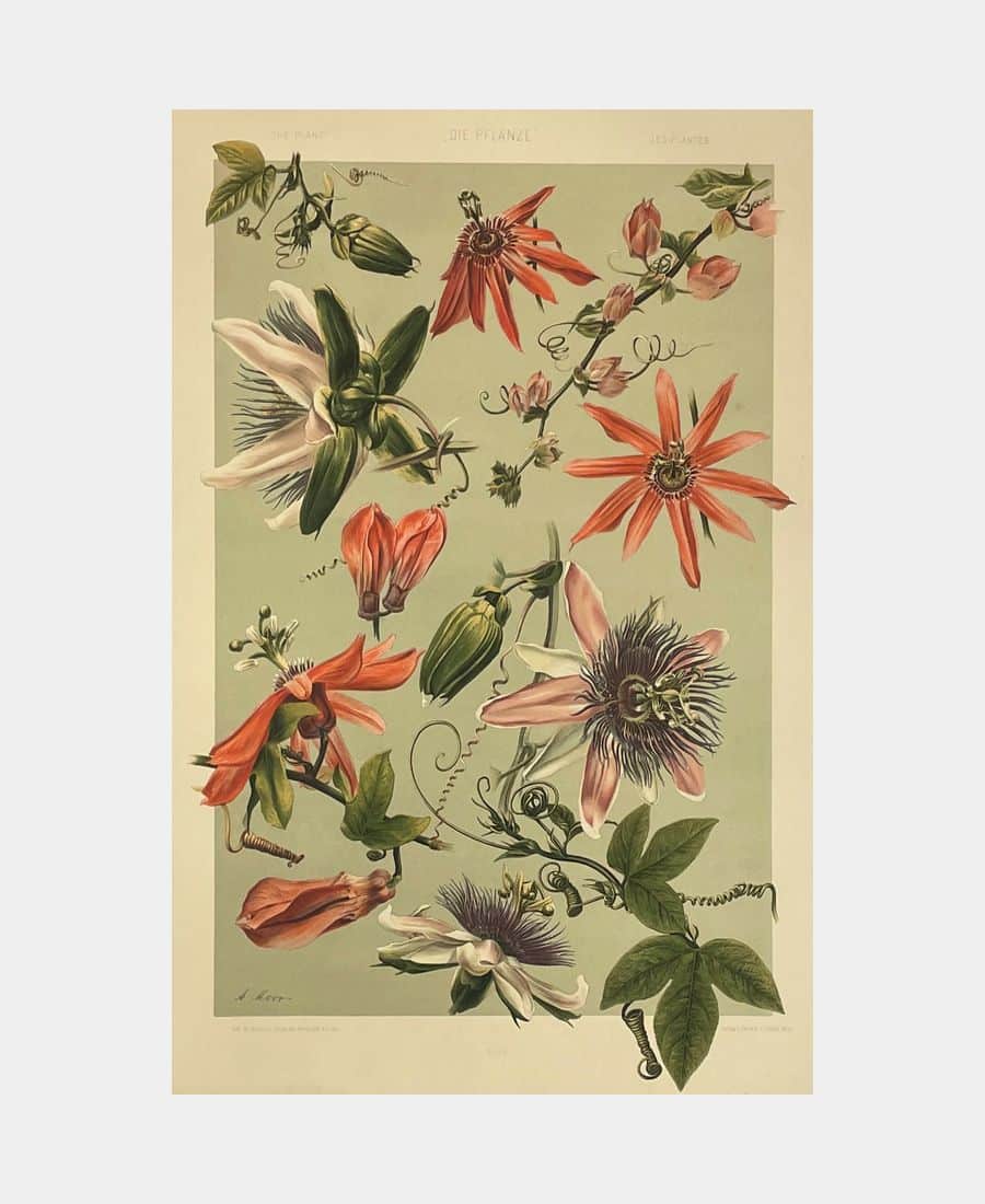 Les Plantes