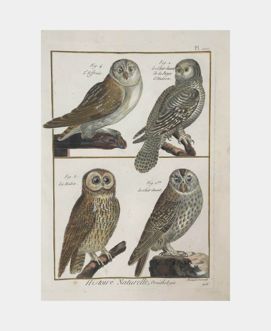 Histoire naturelle, Ornithologie. L'Effraie.