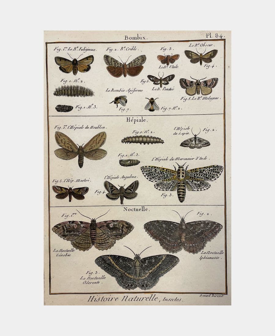 Histoire naturelle. Bombix. Hépiale. Noctuelle.