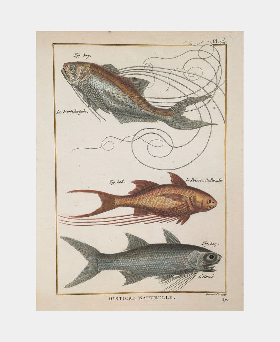 Histoire naturelle. Le Pentadactyle.