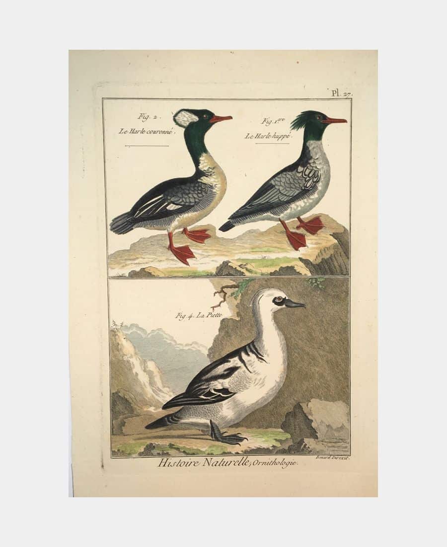 Histoire naturelle, Ornithologie. Le Harle couronné